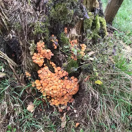 Holset70 Frühstückspension Lemiers