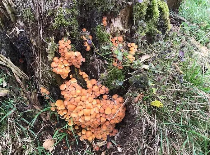 Holset70 Отель типа 